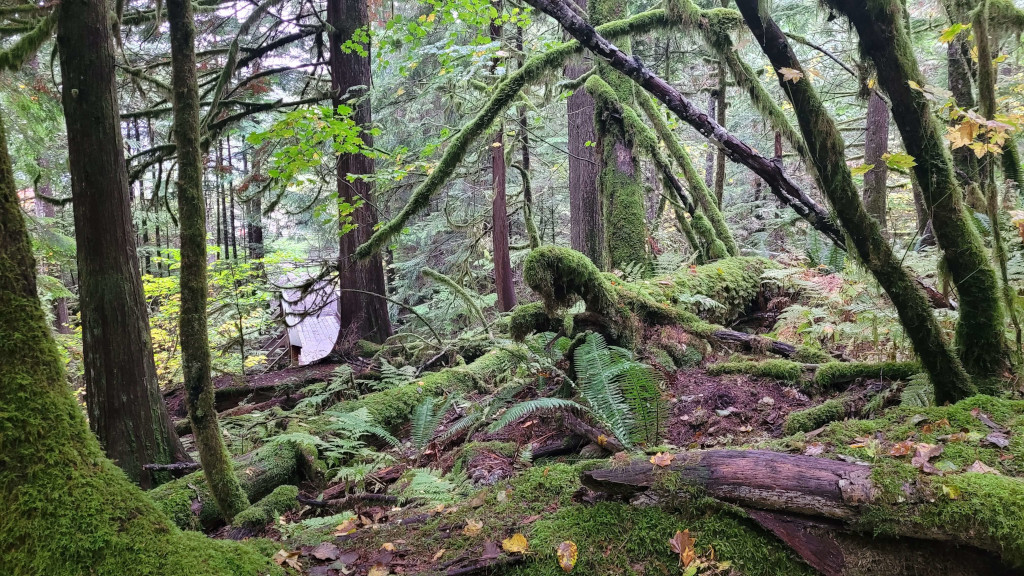 capebreton-woods-trail-20231017_130523